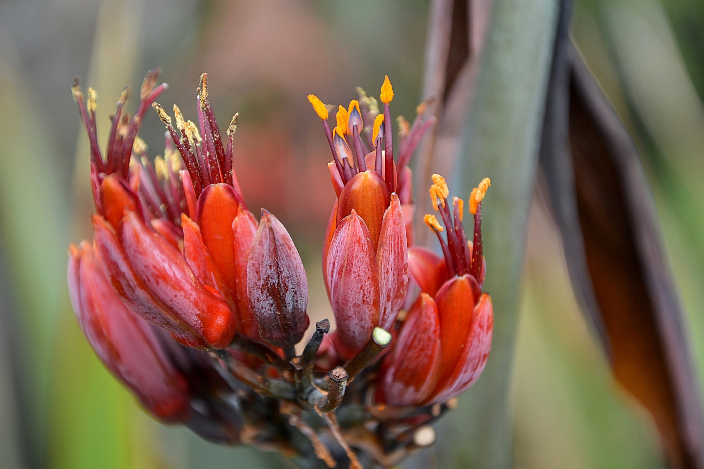 10 Purple NEW ZEALAND FLAX Phormium Tenax Purpureum Ornamental Grass Flower Seeds