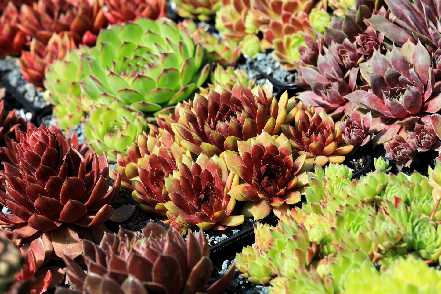 sempervivum succulent types 25 MIXED HENS & CHICKS Chickens Succulent (Live Forever) Sempervivum F – Seedville USA