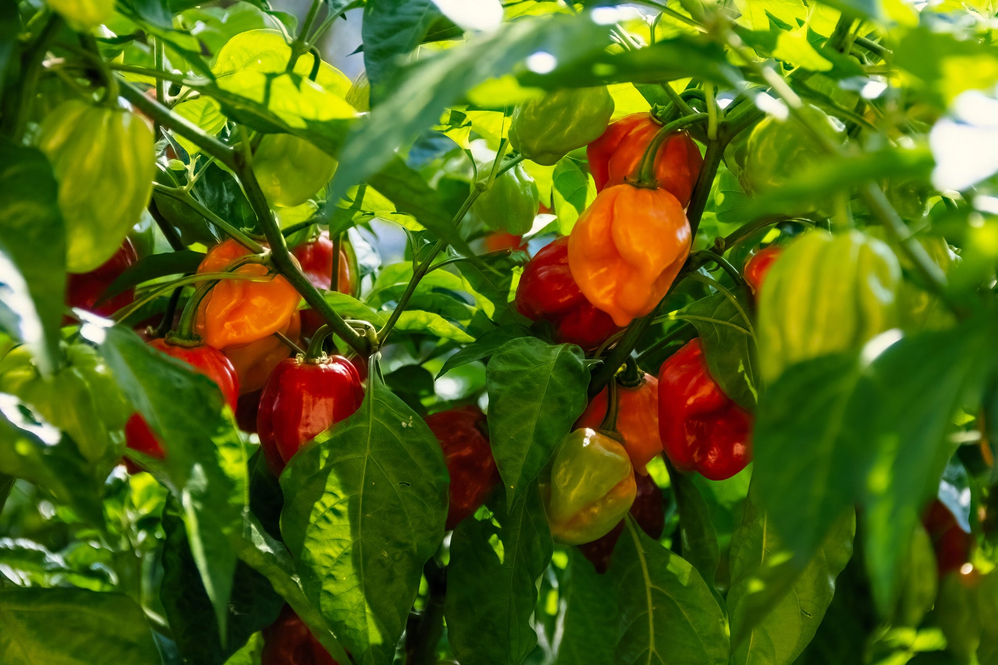 habanero plant from seed 50 Hot RED HABANERO PEPPER Capsicum Chinense Vegetable Seeds – Seedville USA