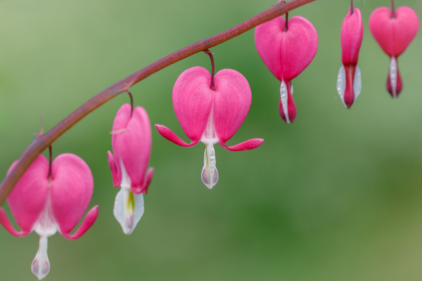 10 BLEEDING HEART - PINK Old Fashioned Dicentra Formosa Shade Flower Seeds