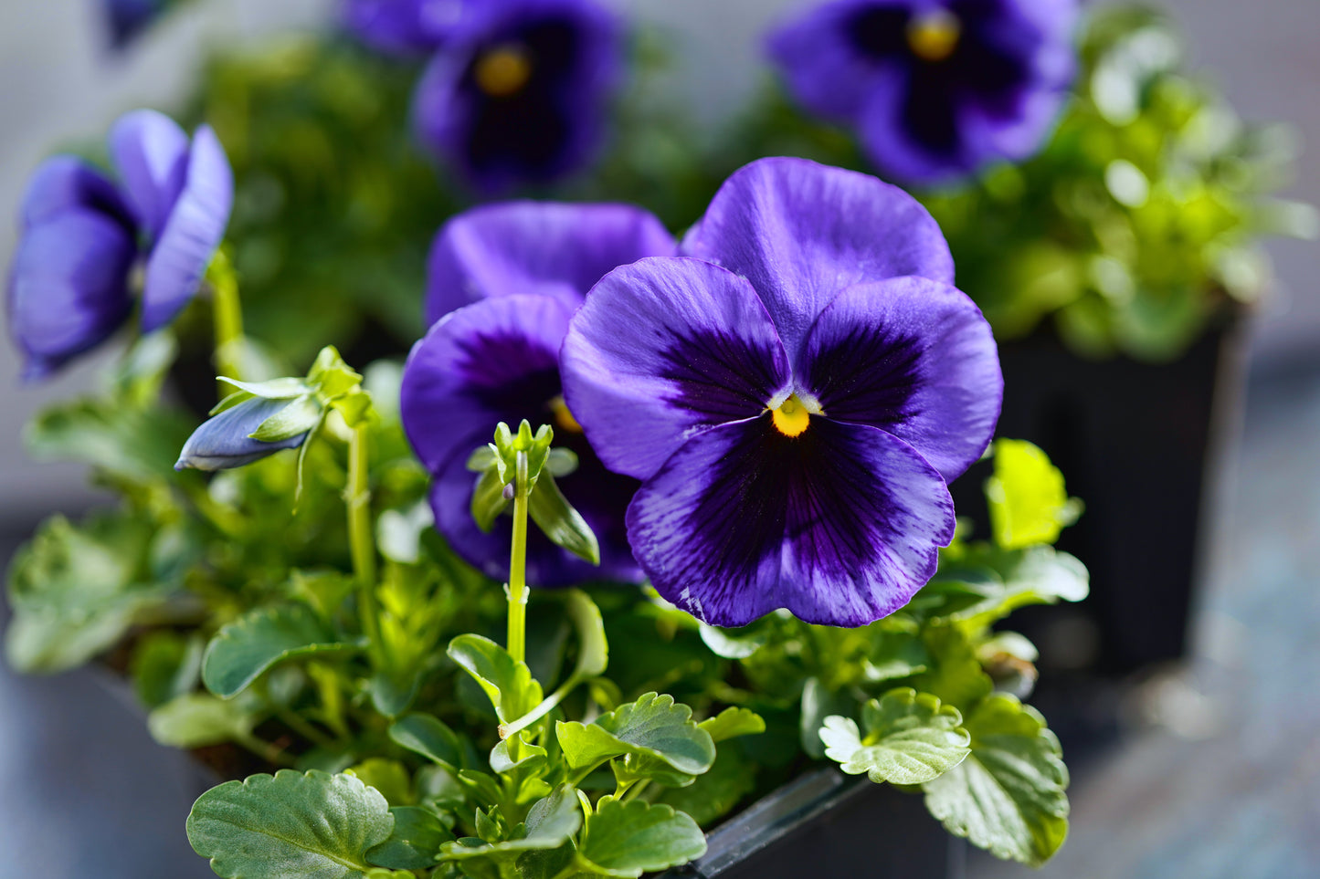 50 DEEP BLUE Blotch PANSY Swiss Giant Viola Wittrockiana Ullswater Flower Seeds