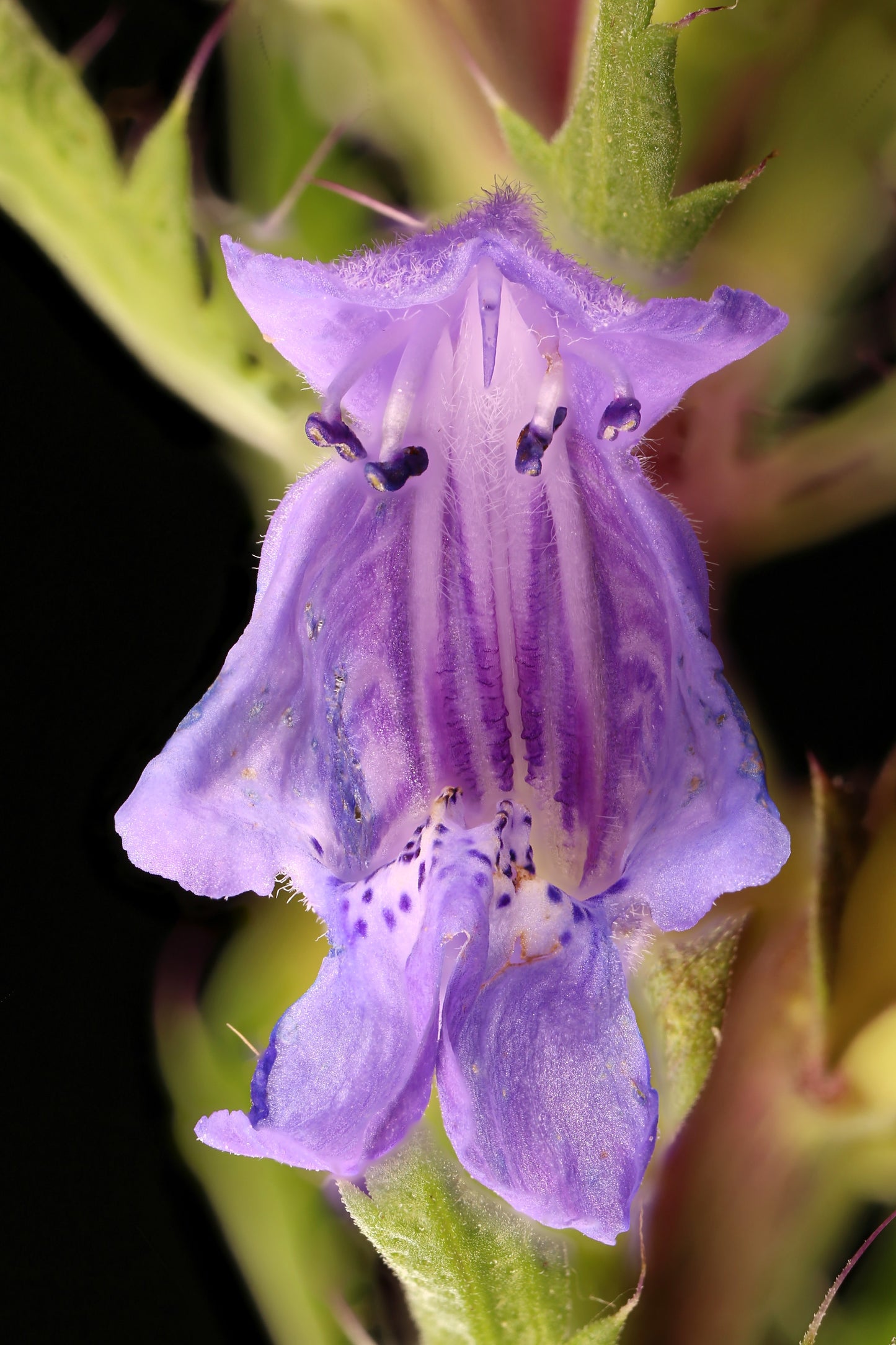 50 Purple False Dragon DRAGONS HEAD Obedient Plant Dracocephalum Flower Seeds