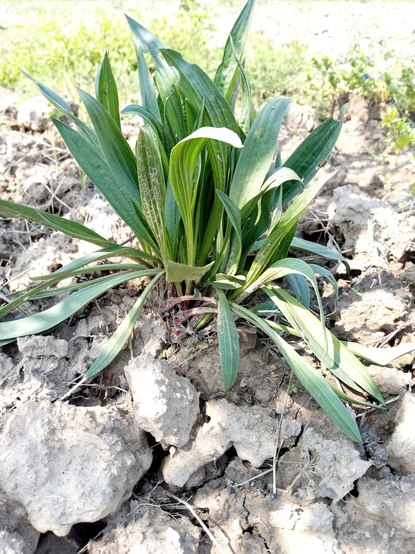 1000 Organic PSYLLIUM Plantago Ovata Plantain Herb Flower Seeds