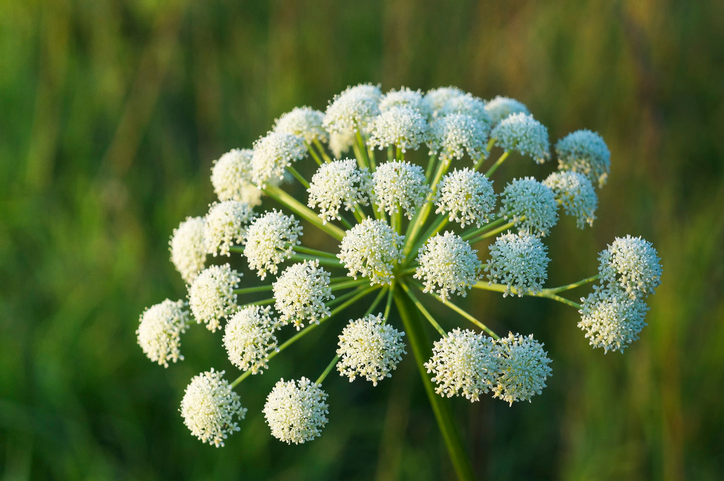 300 BLACK NEBULA CARROT Daucus Carota Root Vegetable Seeds