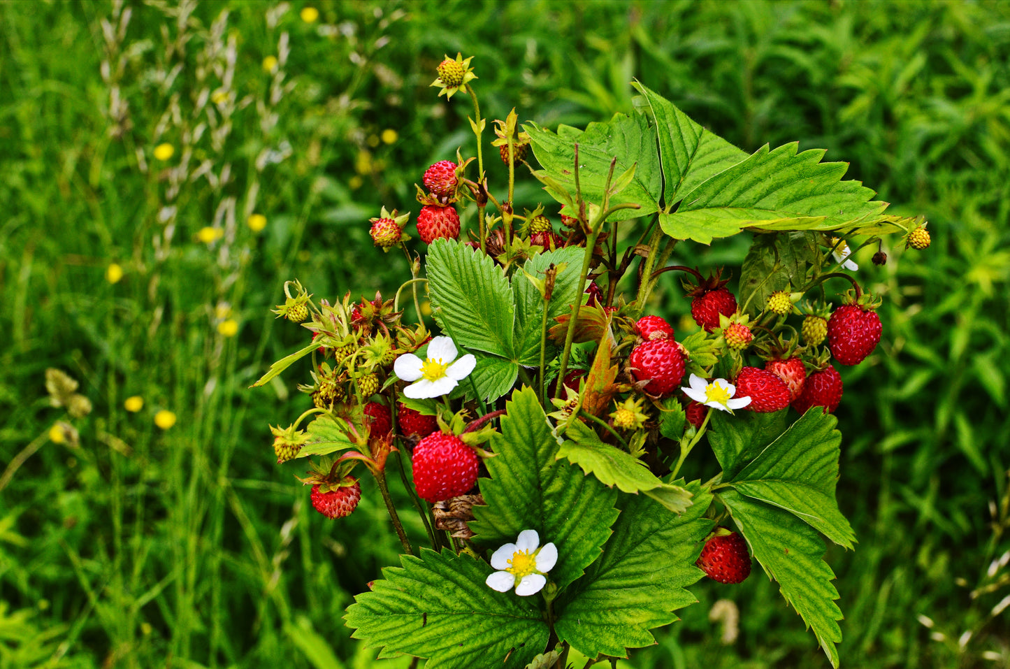 100 ALPINE STRAWBERRY Fragaria Vesca Red Fruit White Flower Seeds