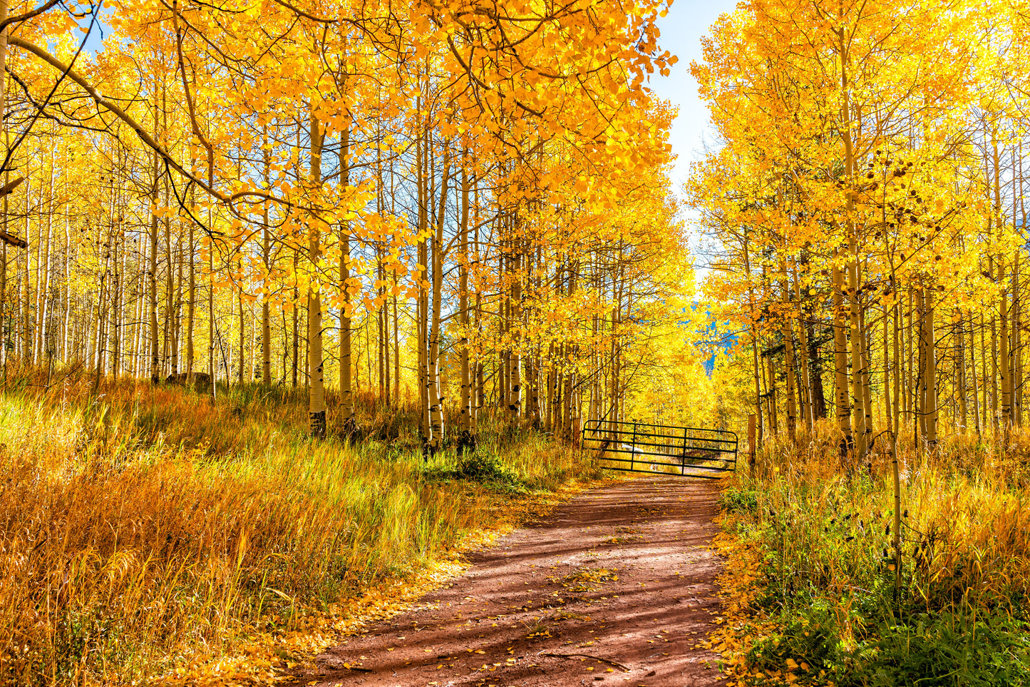 50 Golden QUAKING ASPEN TREE Populus Tremuloides White Bark Yellow Fall Cold Hardy Seeds