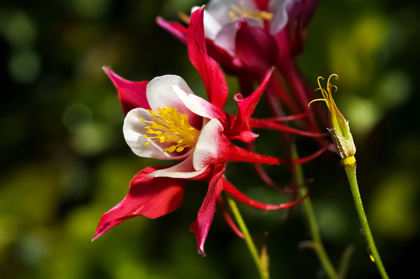 25 CRIMSON STAR COLUMBINE Red & White McKana's Giant Aquilegia Flower Seeds