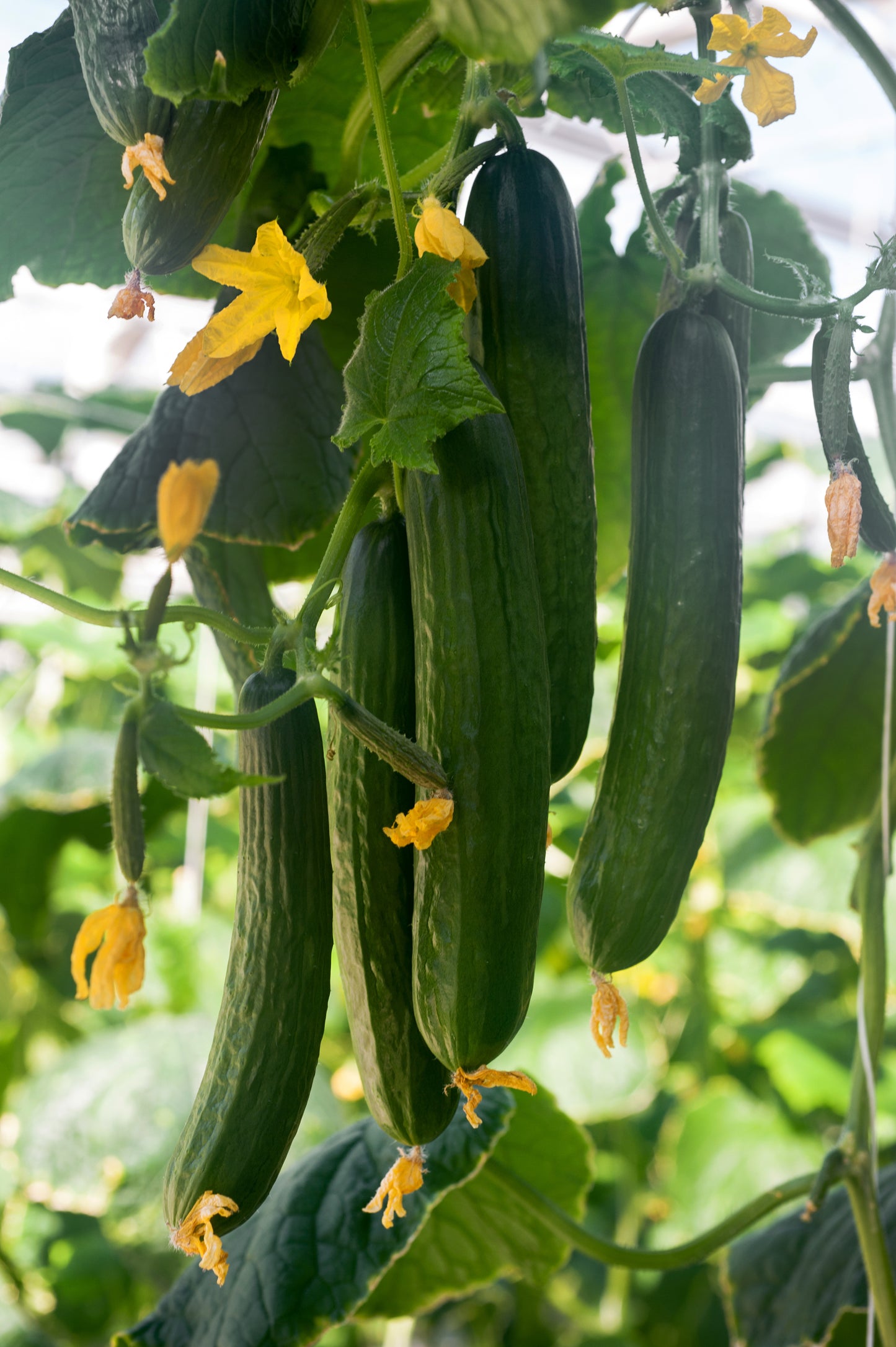 100 LONG Green IMPROVED CUCUMBER Slicing Cucumis Sativus Fruit Vegetable Seeds