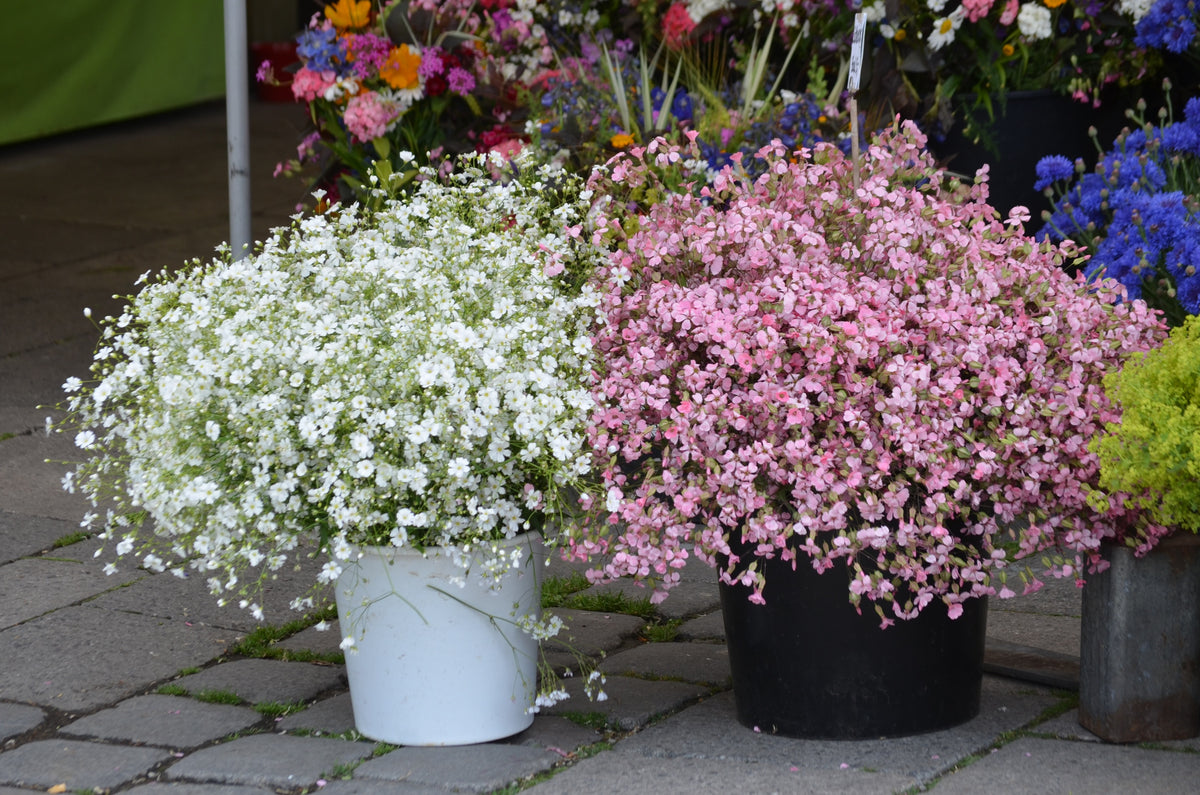350 RED BABYS BREATH Gypsophila Elegans Baby's Breath Flower Seeds