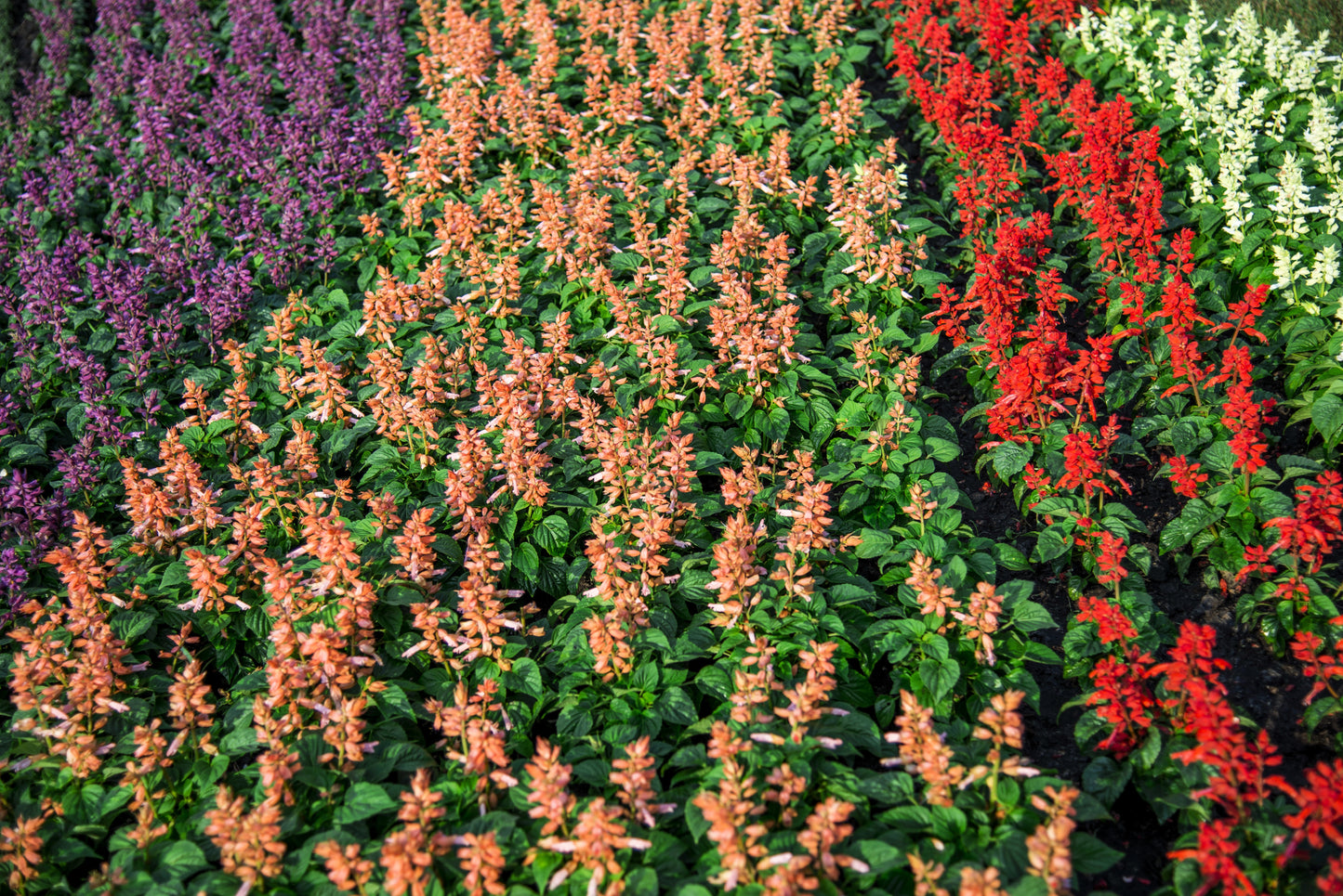 100 MIXED COLORS SALVIA Splendens Red Purple White Pink Sage Flower Seeds