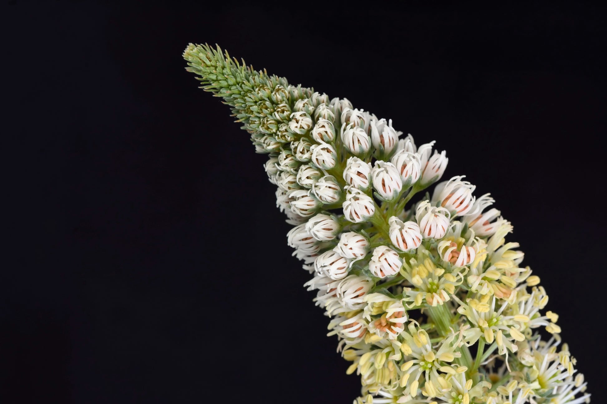 mignonette flower seeds 200 WHITE MIGNONETTE Reseda Alba Very FRAGRANT Flower Seeds – Seedville USA