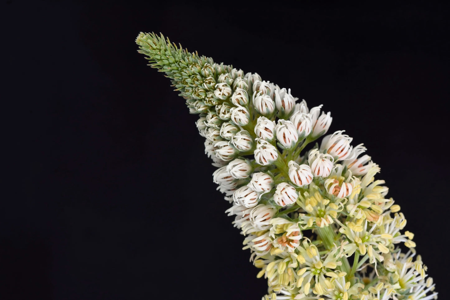 200 WHITE MIGNONETTE Reseda Alba Very FRAGRANT Flower Seeds