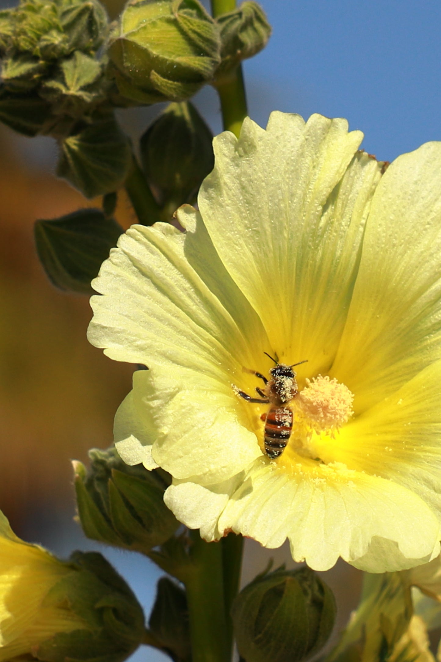 25 YELLOW HOLLYHOCK Alcea Rosea Flower Seeds Perennial