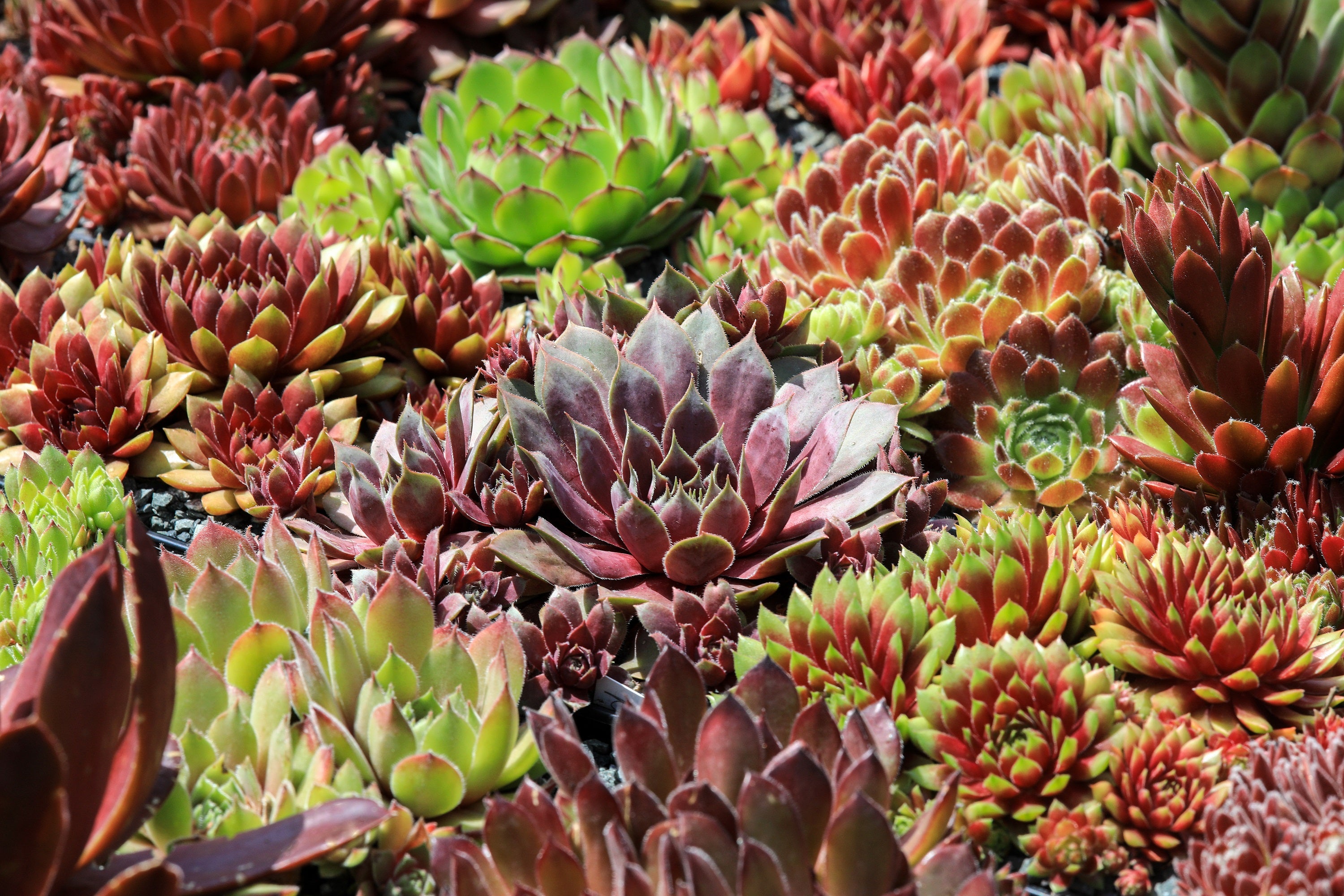 Seedville Hens & Chicks Succulent Seeds - Thumbnail 5