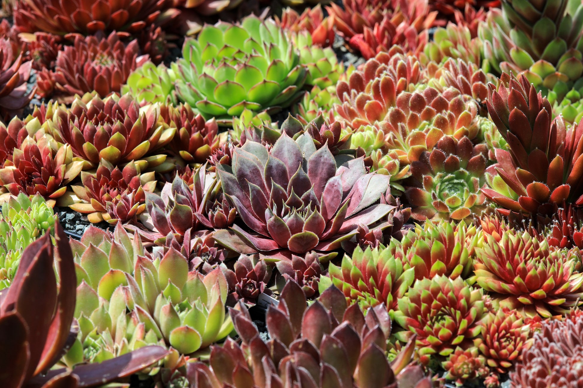 succulent babes 25 MIXED HENS & CHICKS Chickens Succulent (Live Forever) Sempervivum F – Seedville USA