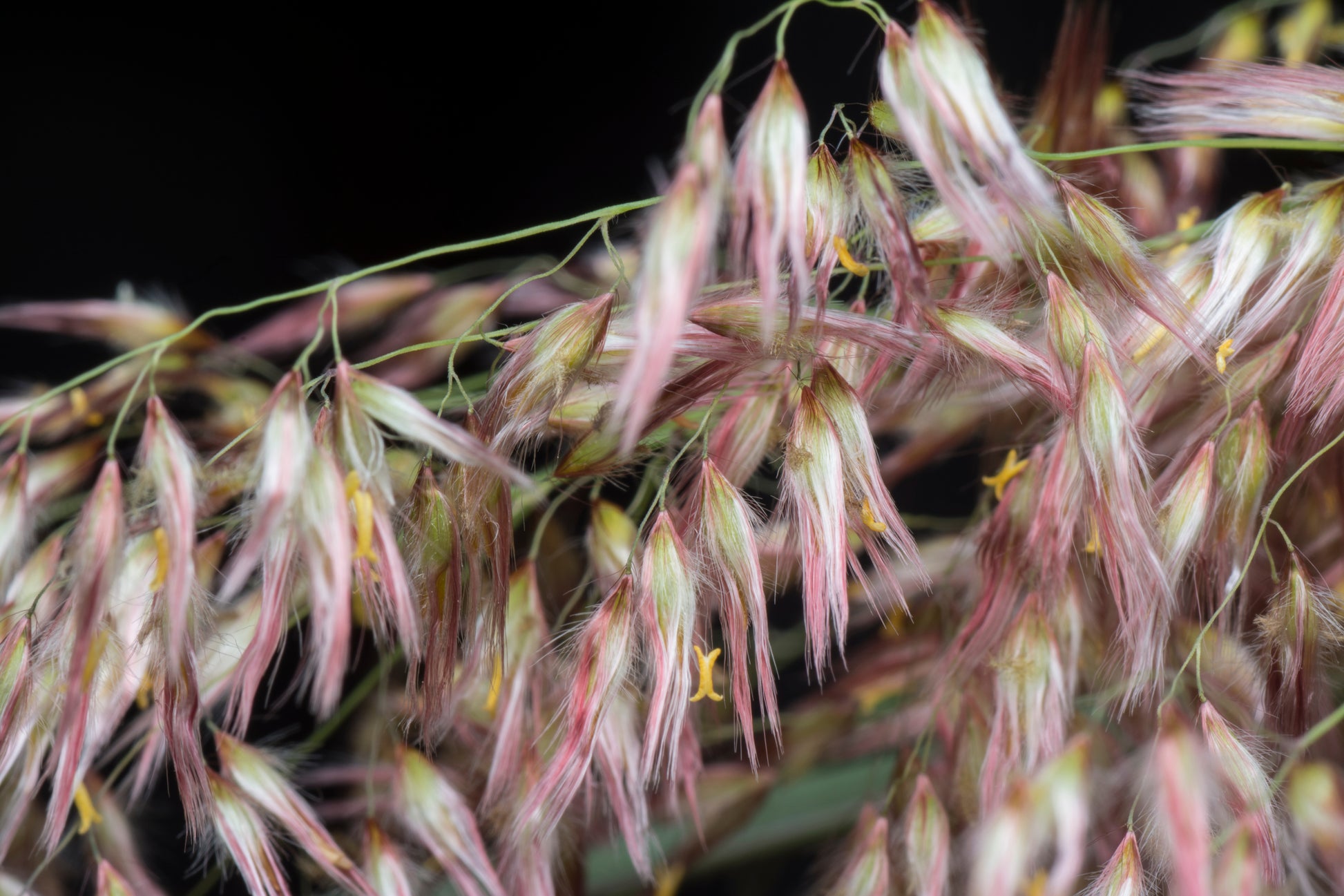 1000 Variegated RIBBON GRASS Reed Canary Phalaris Arundinacea Pink Flo – Seedville USA
