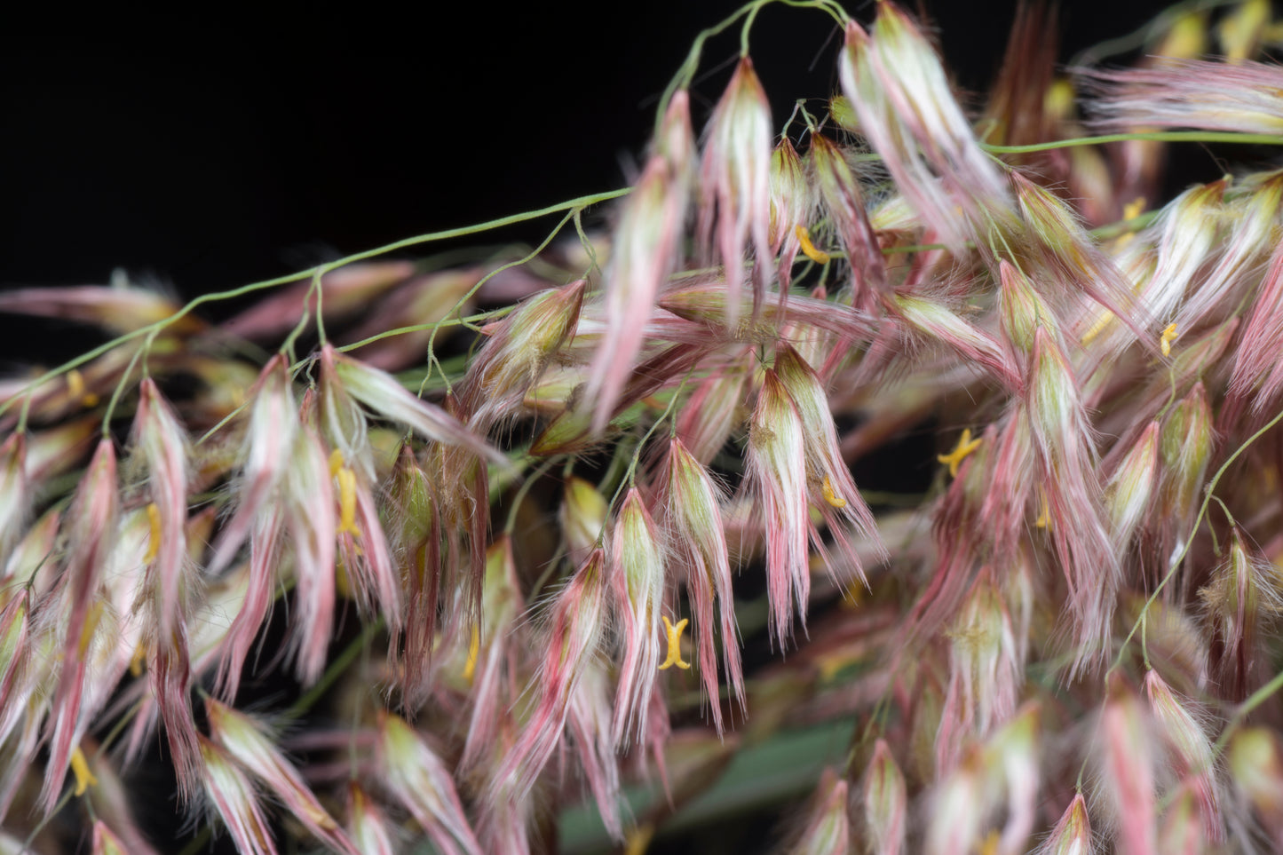 1000 Variegated RIBBON GRASS Reed Canary Phalaris Arundinacea Pink Flower Seeds