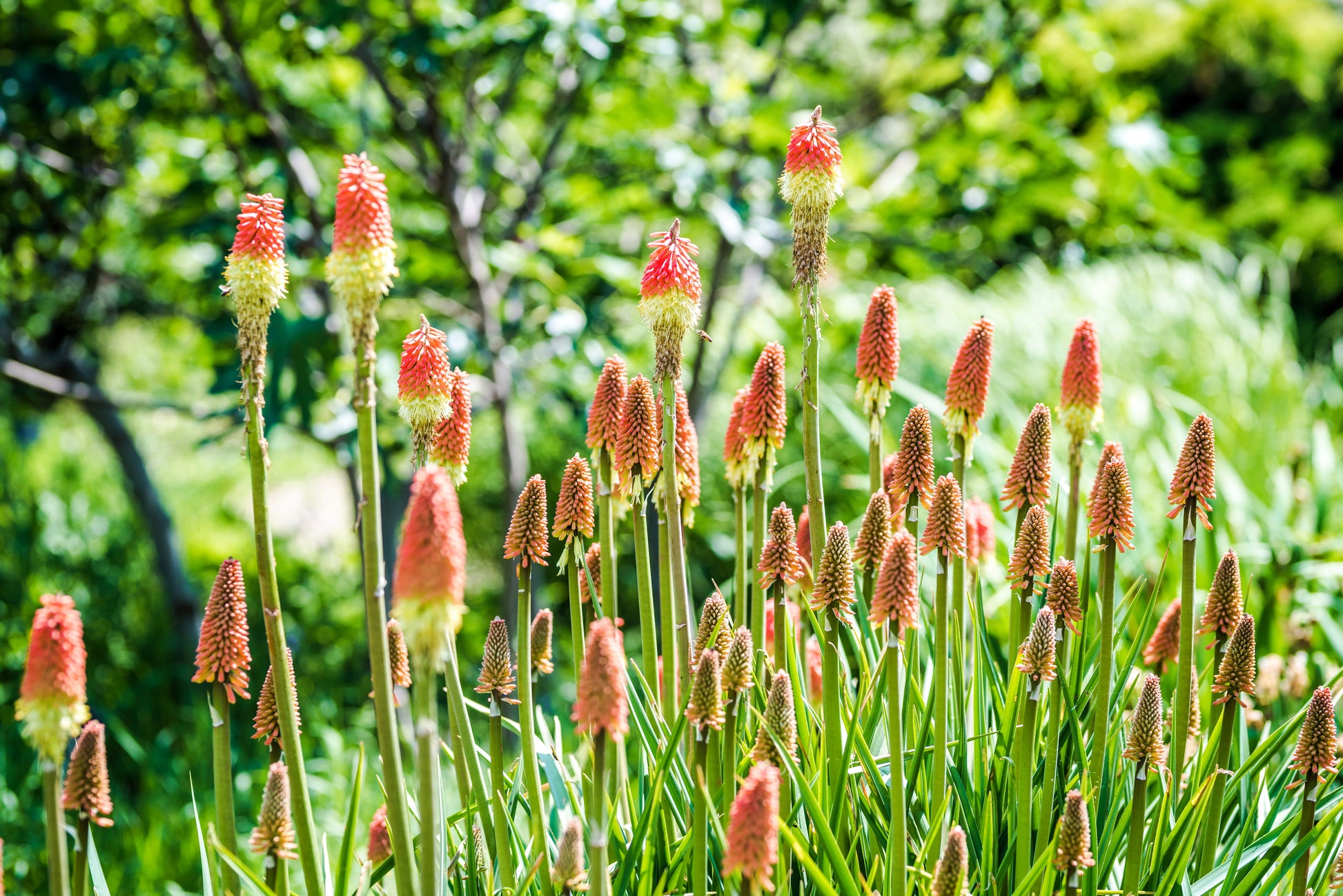 red hot poker flower seeds 50 TORCH LILY Red Hot Poker / Tritoma / Kniphofia Uvaria Flower Seeds – Seedville USA