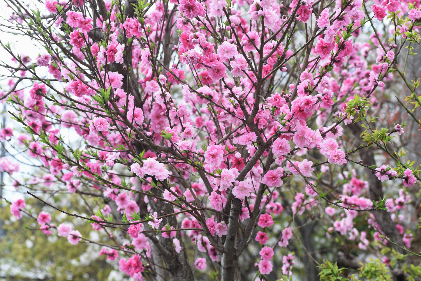 3 NEMAGUARD PEACH TREE Prunus Persica Fruit Pink Flower Seeds
