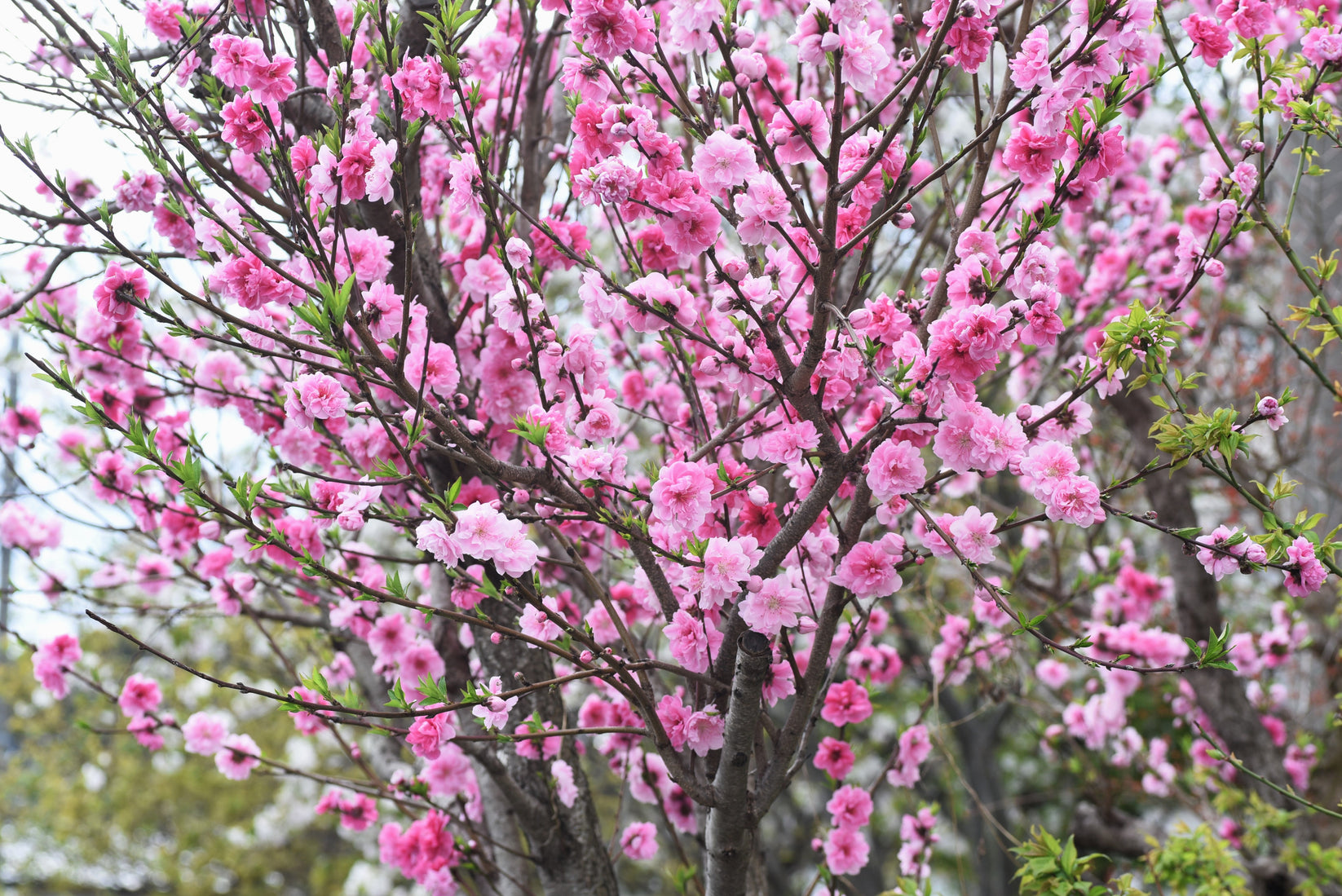 3 NEMAGUARD PEACH TREE Prunus Persica Fruit Pink Flower Seeds ...