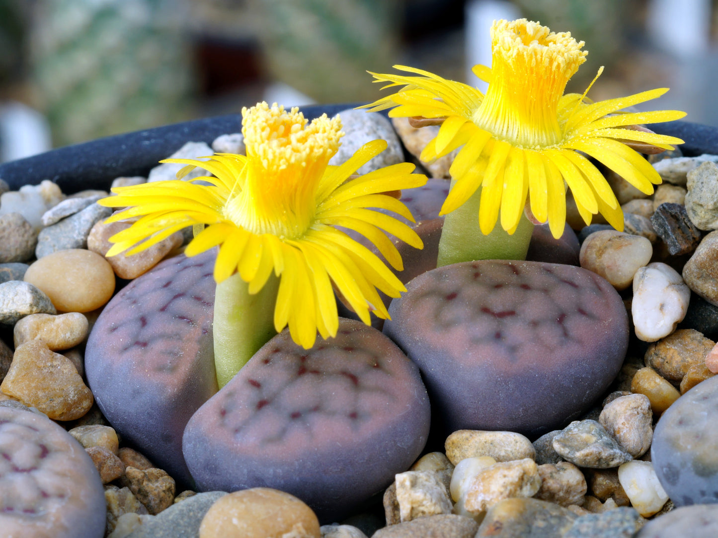 10 LIVING STONE / LITHOPS Mixed Colors Pebble Houseplant Flower Seeds