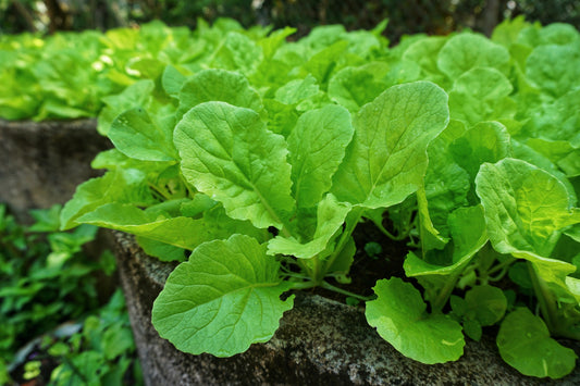 1500 SEVEN TOP TURNIP For Leaf Greens & Sprouts Brassica Rapa Vegetable Seeds