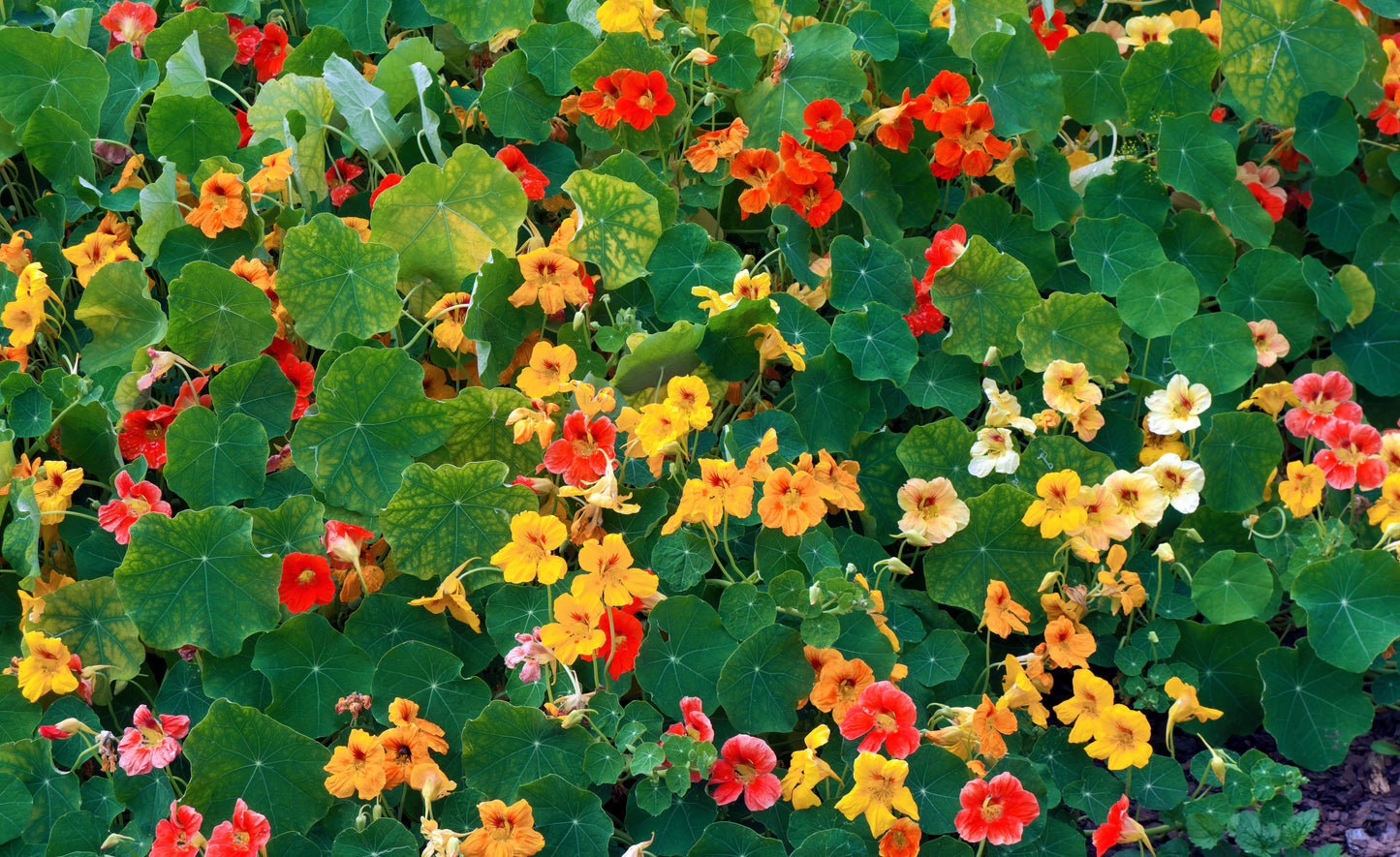 50 Mixed Colors DWARF JEWEL NASTURTIUM Tropaeolum Minus Flower Seeds