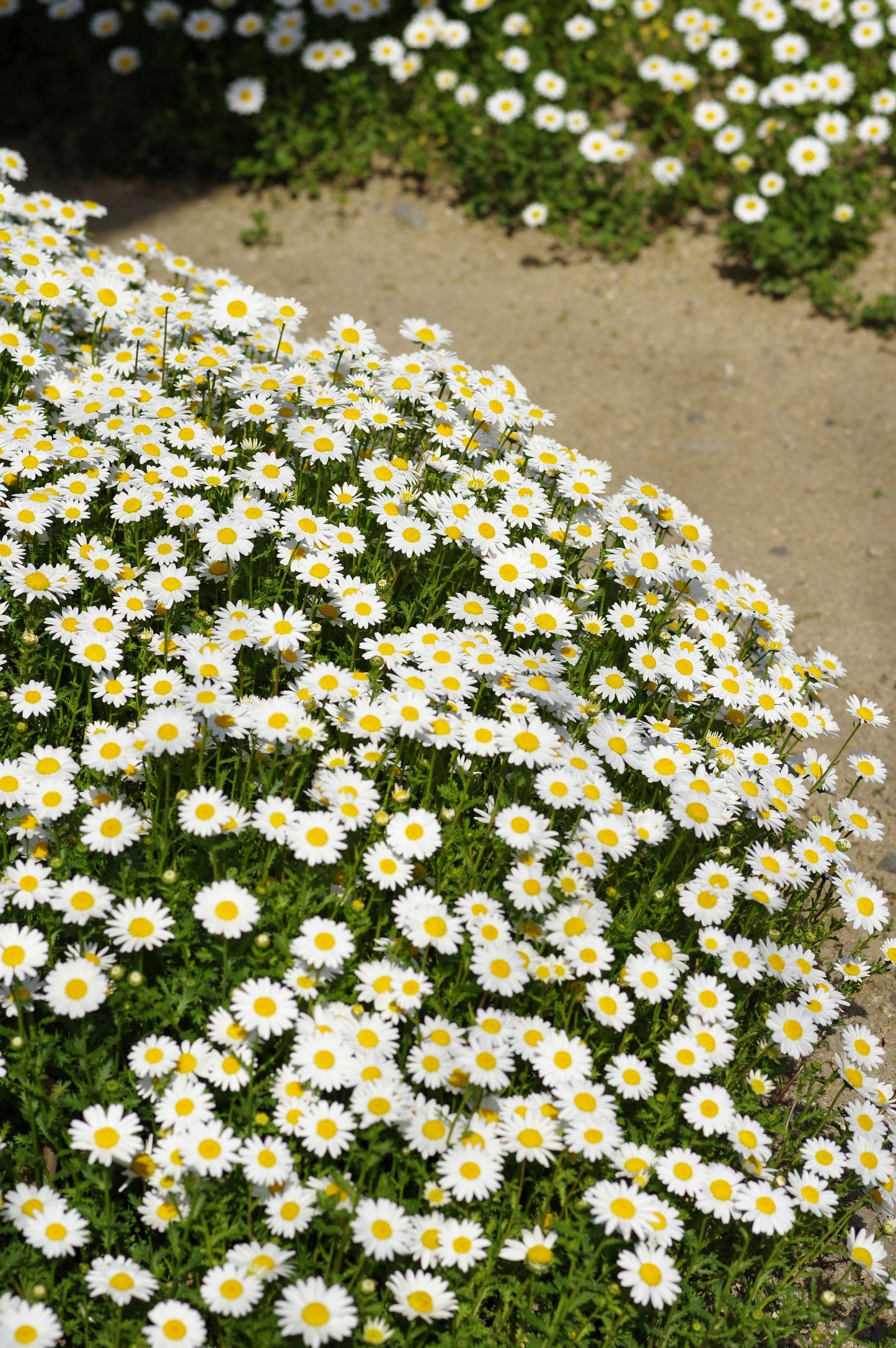 100 White DWARF CREEPING DAISY Chrysanthemum Paludosum Flower Seeds