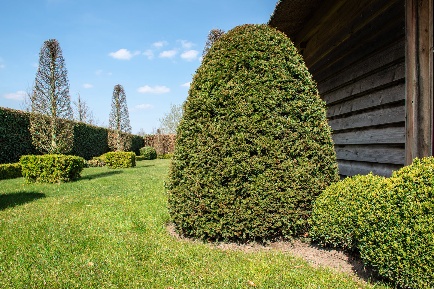 10 ENGLISH YEW Taxus Baccata Tree Shrub Conifer Sun or Shade Red Ornamental Berry Seeds