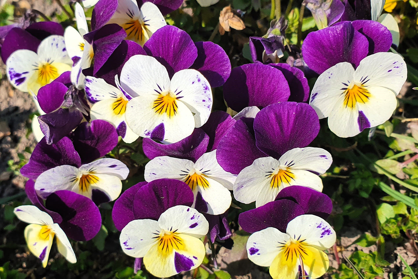 100 JOHNNY JUMP UP Violet Viola Tricolor Flower Seeds