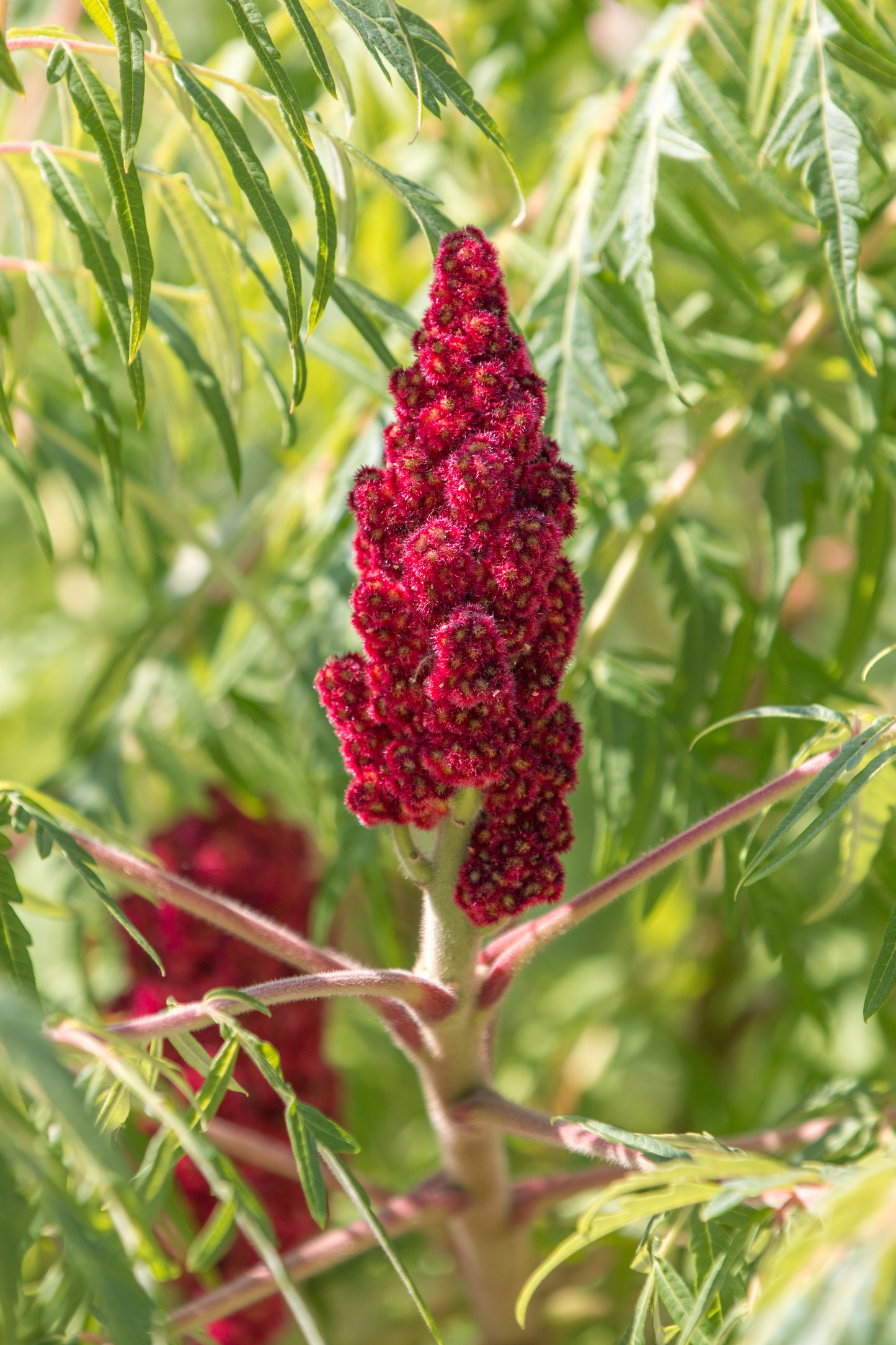 50 STAGHORN SUMAC TREE Rhus Typhina Yellow Flowers Red Berries Seeds