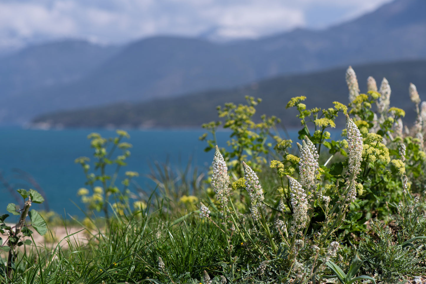 200 WHITE MIGNONETTE Reseda Alba Very FRAGRANT Flower Seeds