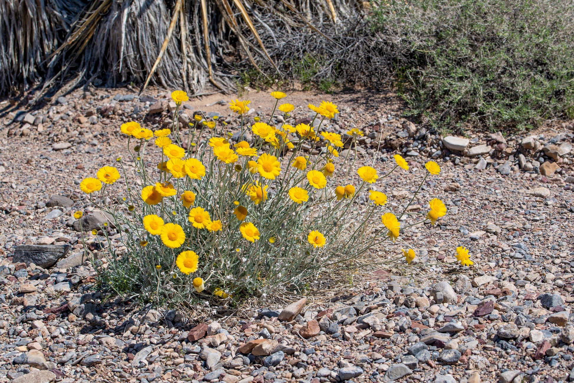 desert marigold seeds 500 Yellow DESERT MARIGOLD Baileya Multiradiata Showy Drought Paper Da – Seedville USA