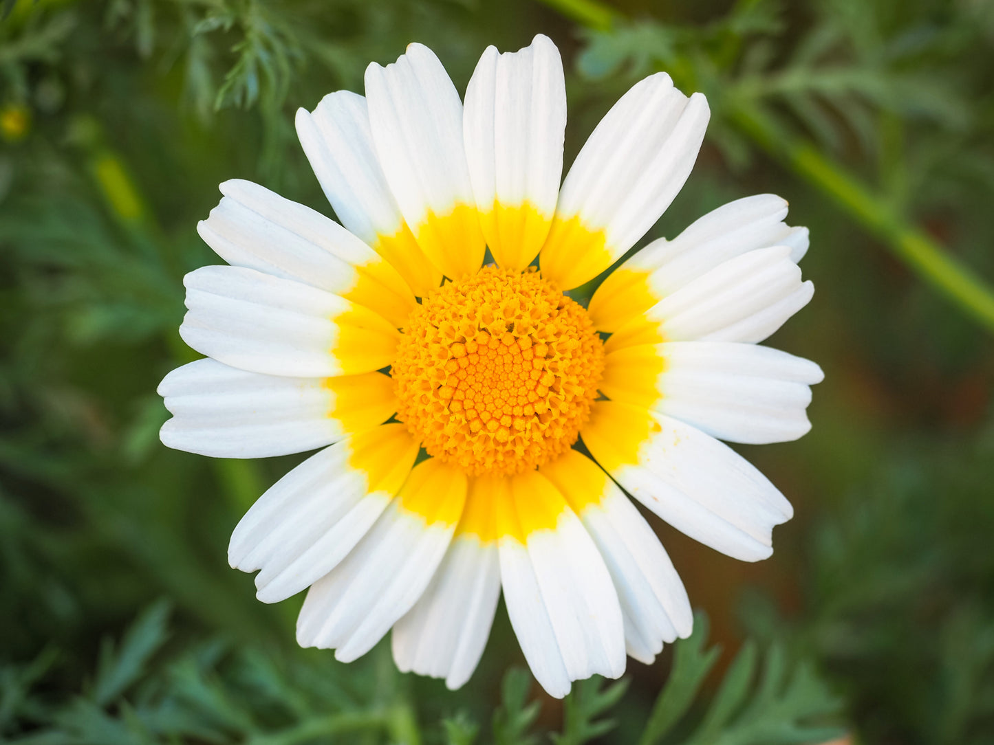 1000 GARLAND CROWN DAISY Chrysanthemum Coronarium Glebionis Flower Seeds