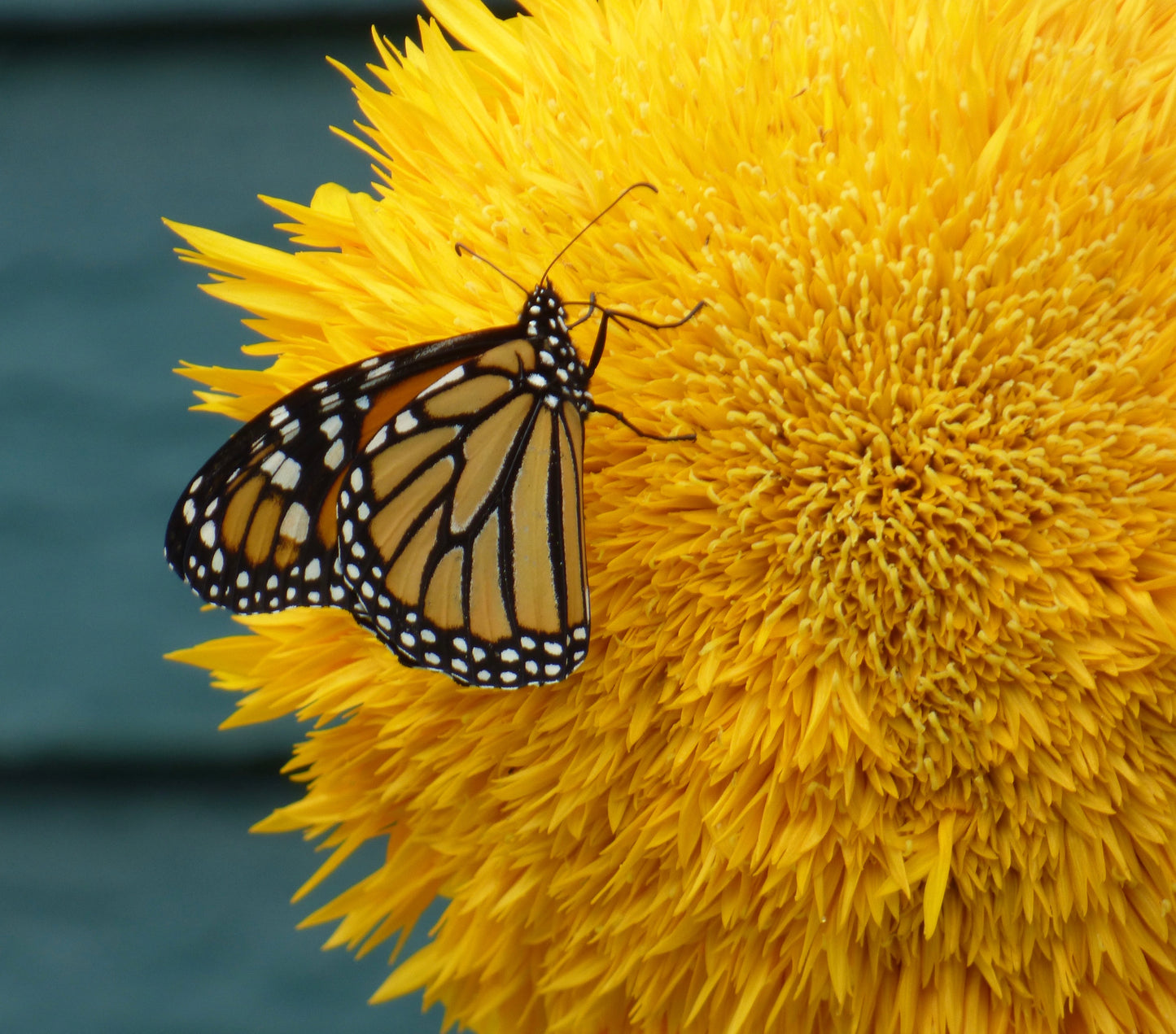 150 Double DWARF TEDDYBEAR SUNFLOWER Helianthus Annuus Yellow Flower Seeds