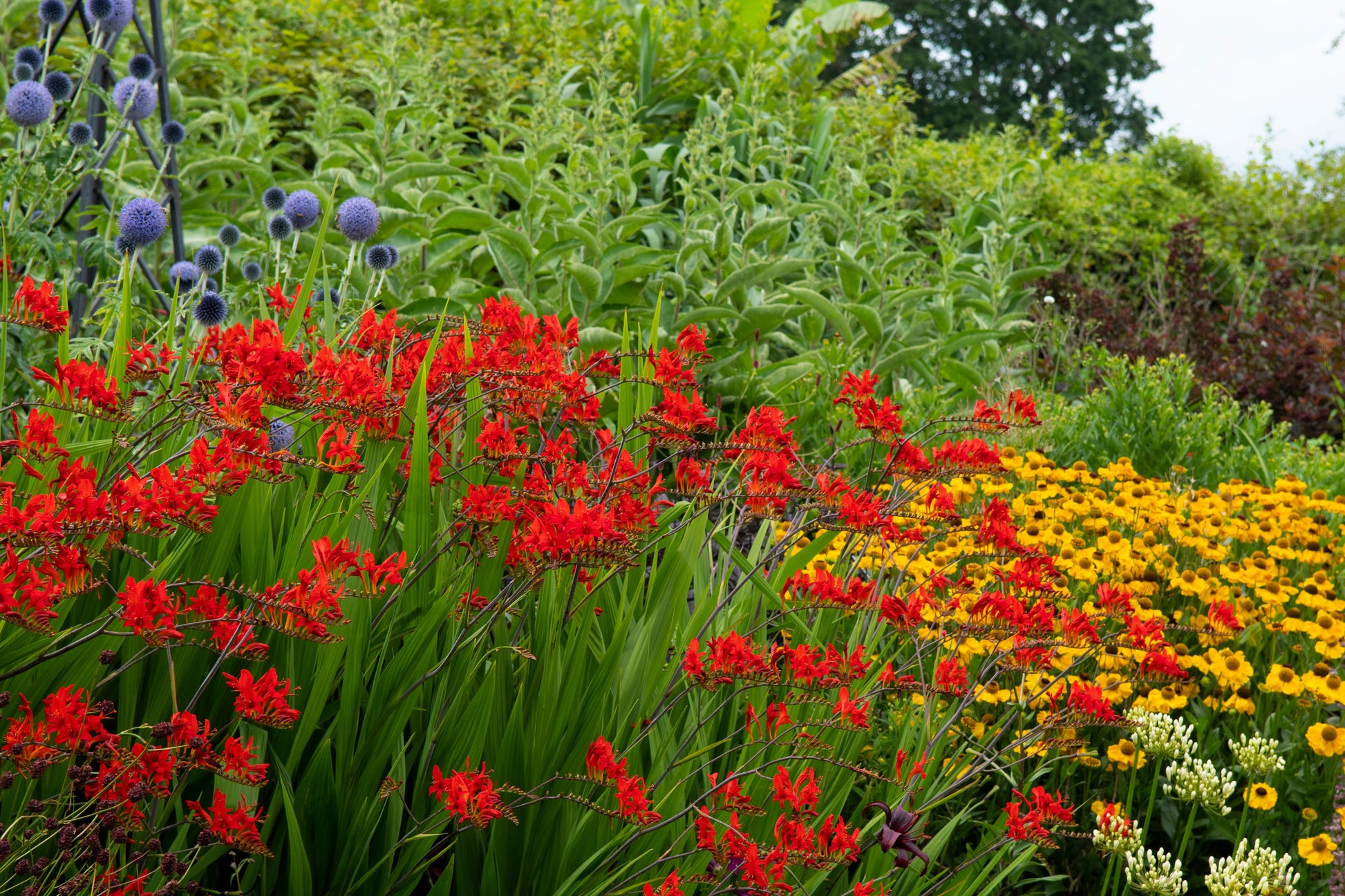 crocosmia lucifer seeds planting 10 RED LUCIFER CROCOSMIA Crocosmia Masoniorum Flower Seeds