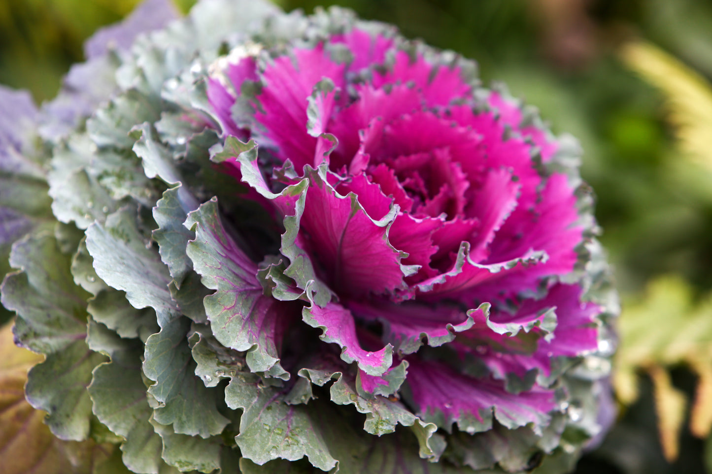 50 MIXED ORNAMENTAL CABBAGE Flowering Cabbage Brassica Oleracea Seeds