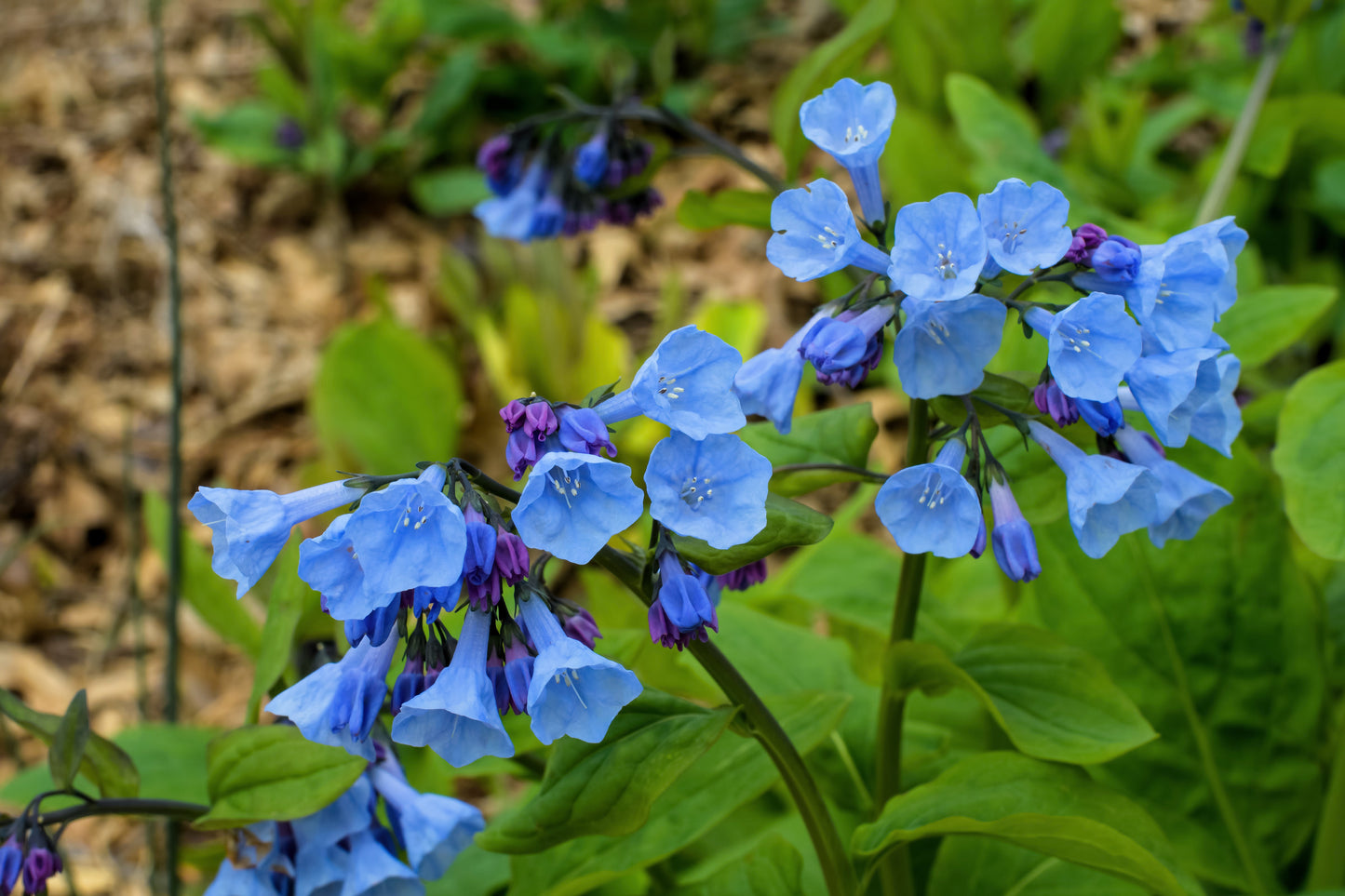 25 VIRGINIA BLUEBELLS True Blue & Pink Mertensia Virginica Flower Seeds