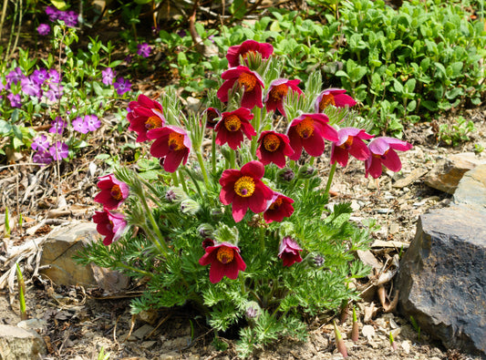 10 RED ANEMONE Pulsatilla Vulgaris PASQUE Flower Seeds