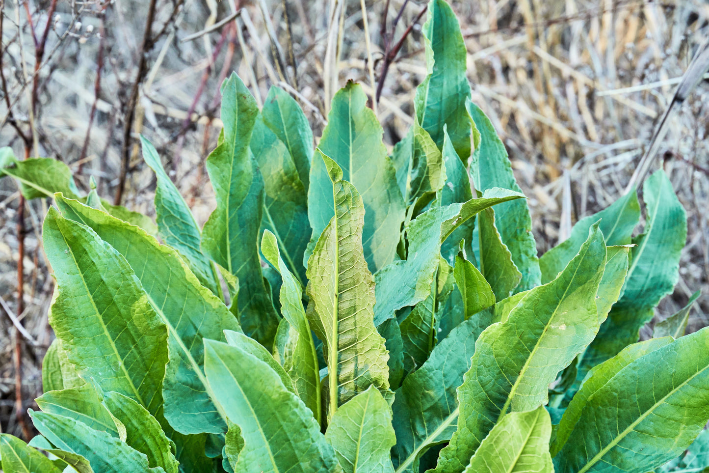 100 CURLY DOCK Yellow Dock Rumex Crispus Herb Yellow Flower Red Pod Seeds