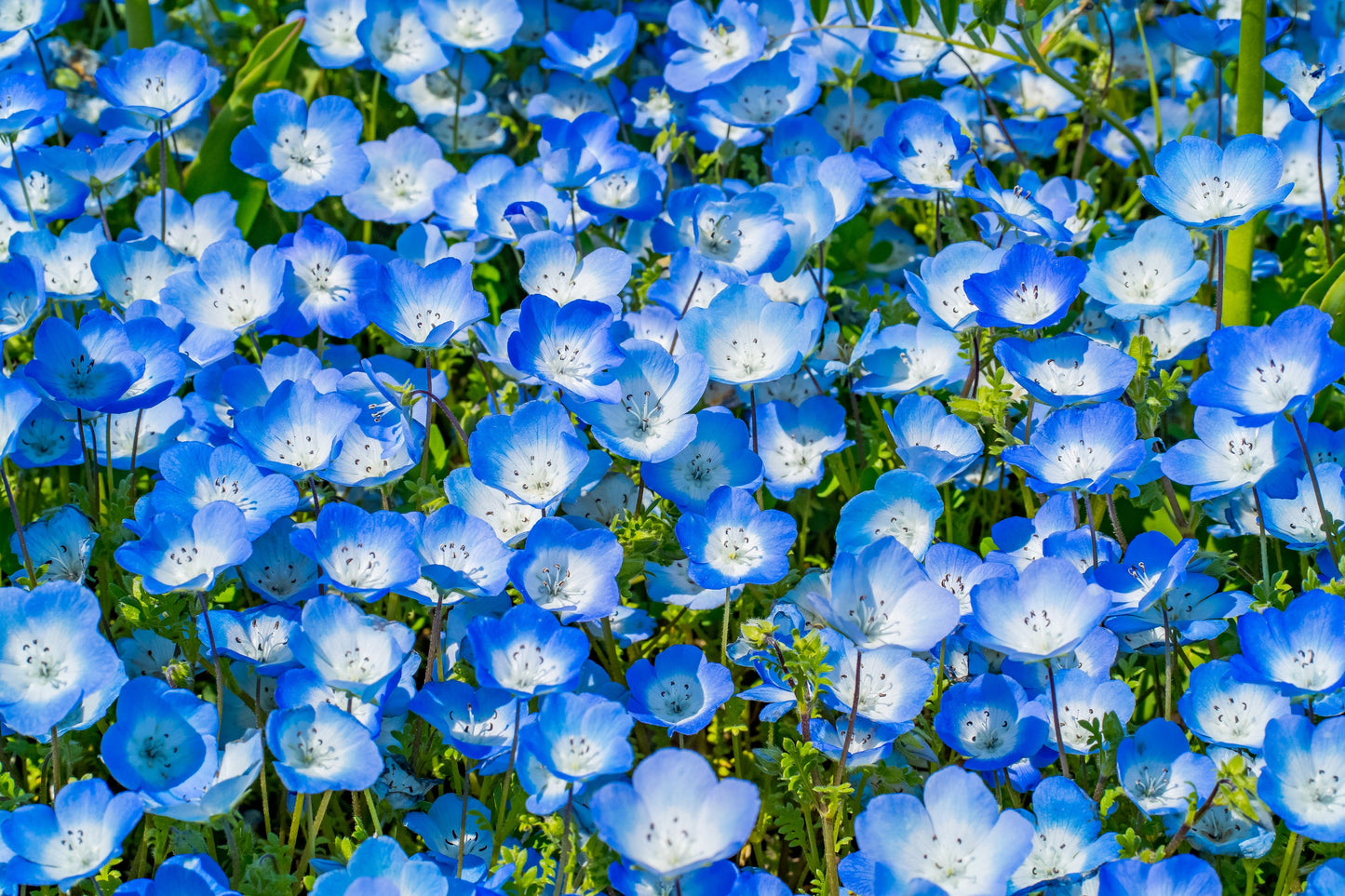 250 BABY BLUE EYES Nemophila Menziesii Fragrant Butterfly Flower Seeds