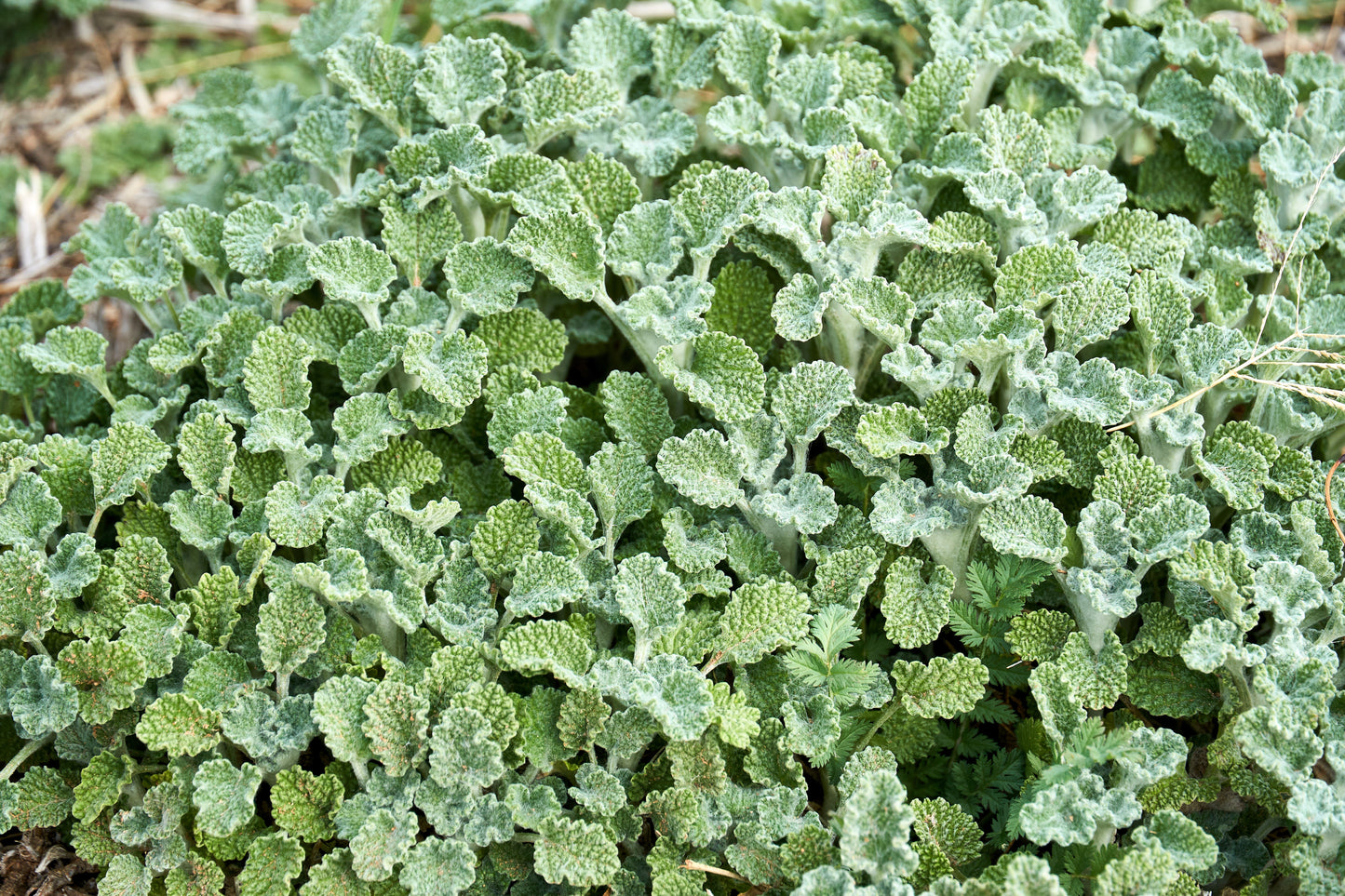 100 White HOREHOUND Marrubium Vulgare Herb Flower Seeds