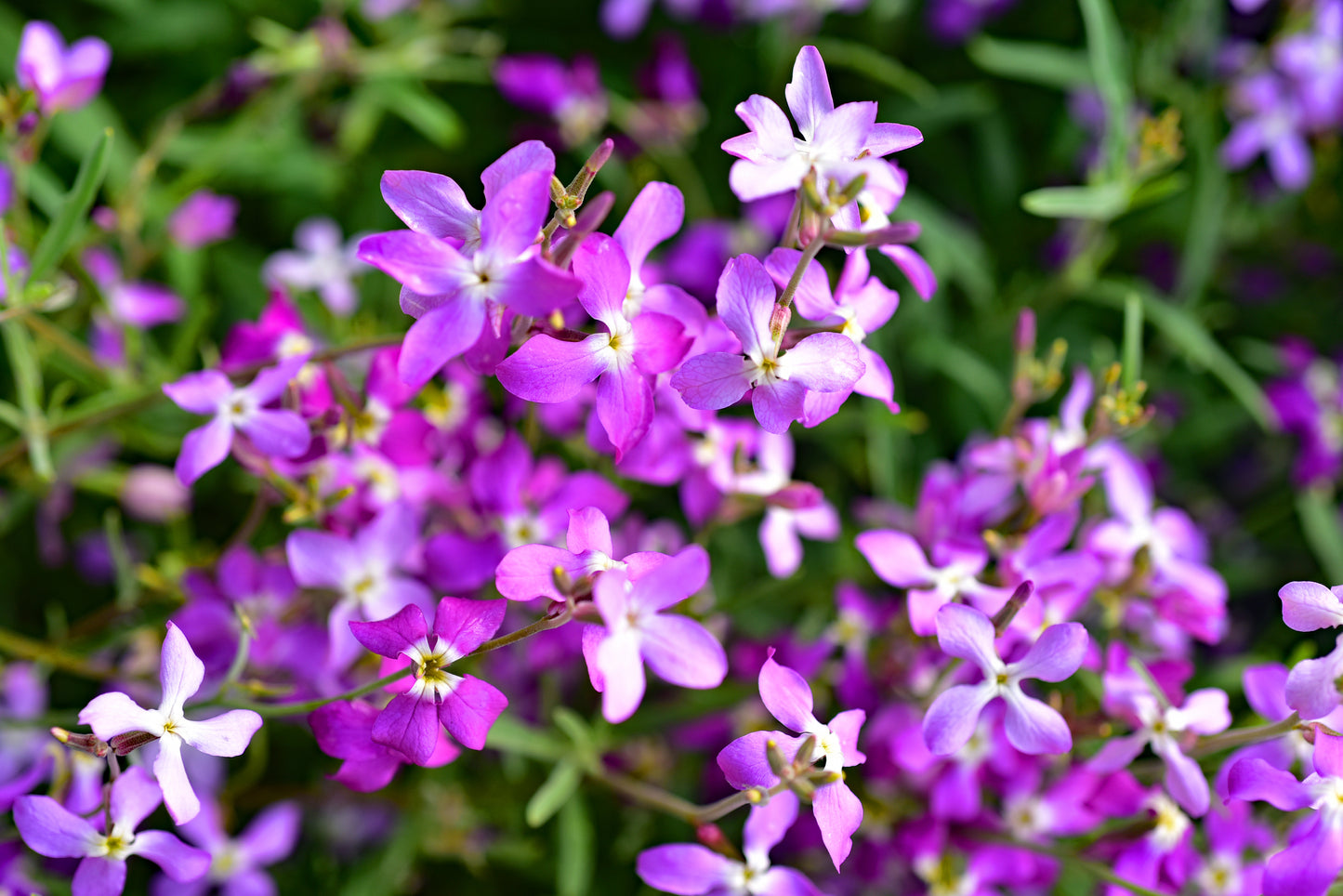 1000 EVENING (night) SCENTED STOCK Matthiola Longipetala Bicornis Flower Seeds