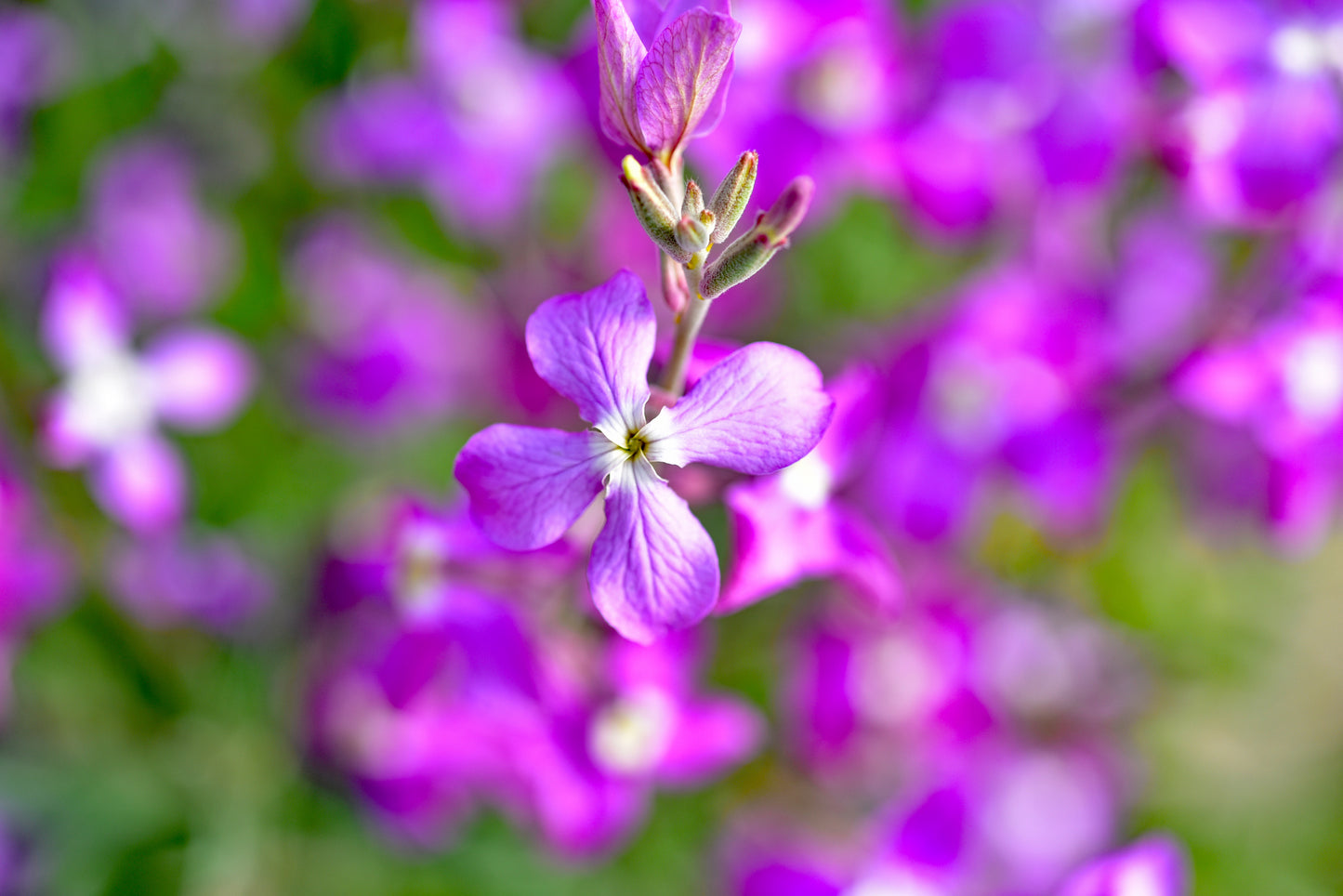 1000 EVENING (night) SCENTED STOCK Matthiola Longipetala Bicornis Flower Seeds