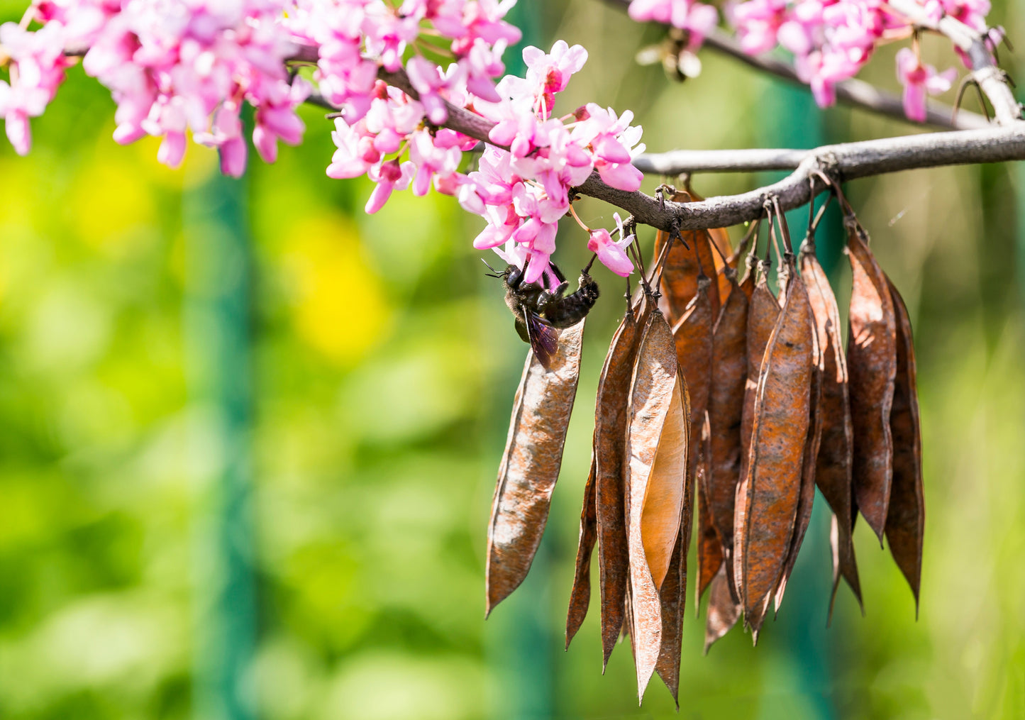 25 JUDAS TREE European Redbud Love Tree Cercis Siliquastrum Pink Purple Flower Seeds