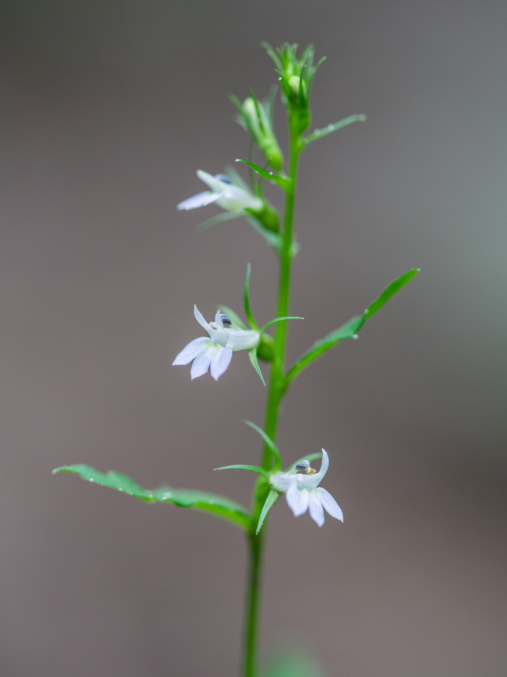 indian tobacco seeds 250 Blue INDIAN TOBACCO (Indian Lobelia) Lobelia Inflata Flower Seeds –  Seedville USA