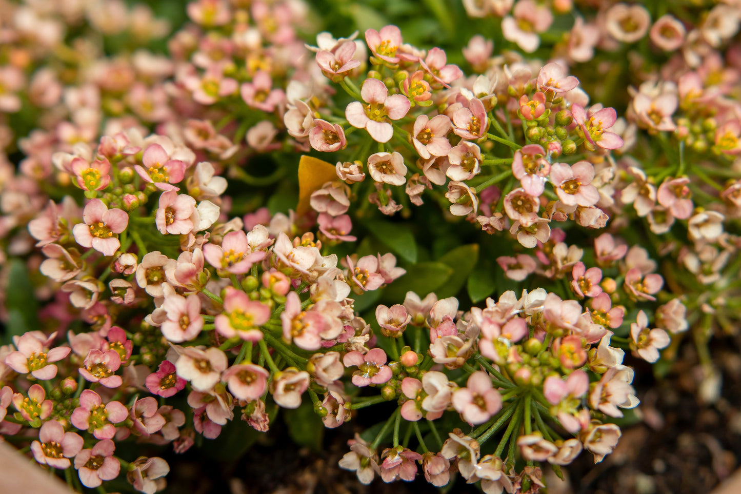 500 Sweet ALYSSUM PASTEL CARPET Mix Lobularia Maritima Flower Seeds