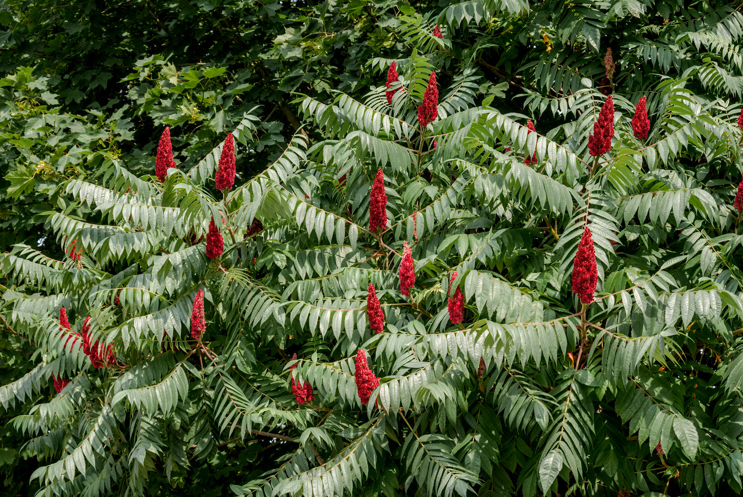 50 STAGHORN SUMAC TREE Rhus Typhina Yellow Flowers Red Berries Seeds