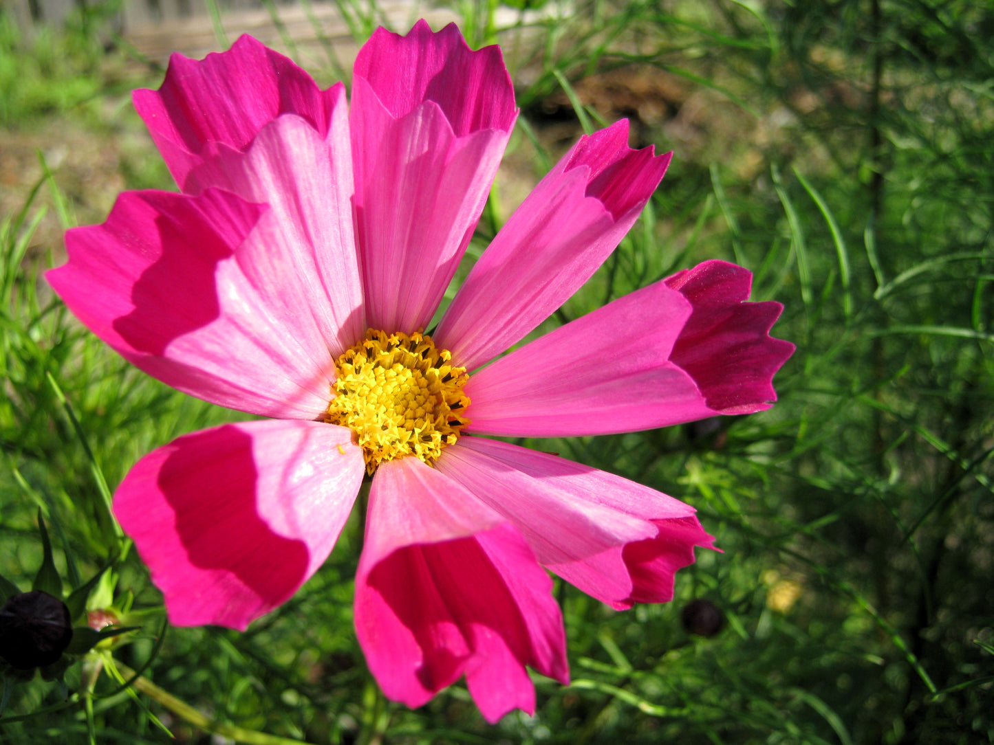 200 COSMOS SEASHELLS Cosmos Bipinnatus Sea Shells Flower Seeds