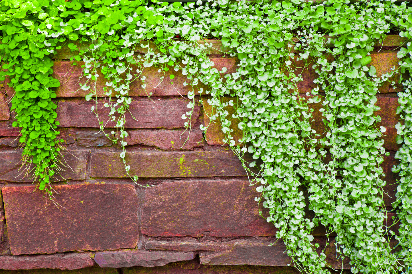 1000 DICHONDRA Repens aka Lawn Leaf Flower Evergreen Ground Cover Seeds